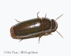 Pseudomorpha
