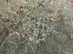 Heliotropium europaeum