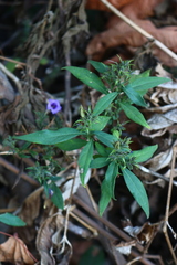 Strobilanthes integrifolius