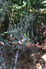 Strobilanthes integrifolius