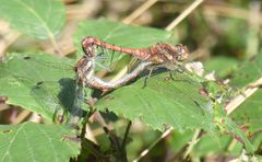 Sympetrum nigrifemur