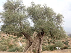 Olea europaea