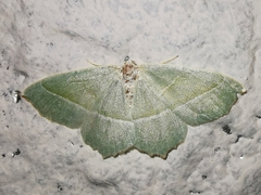 Campaea margaritaria