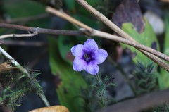 Strobilanthes integrifolius