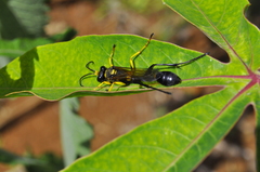 Sceliphron asiaticum