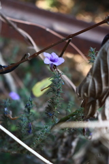 Strobilanthes integrifolius