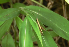 Phlaeoba antennata