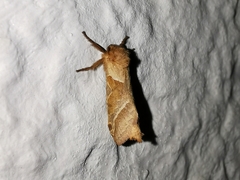 Triodia sylvina