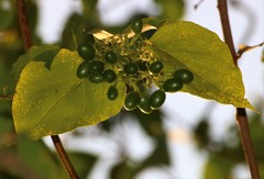 Jasminum malabaricum