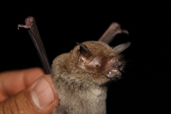 Pteronotus parnellii