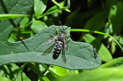 Bicyrtes discisus