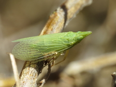 Dictyophara multireticulata