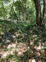 Bromus benekenii
