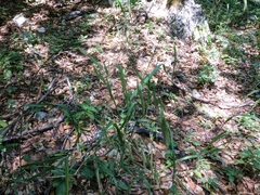 Bromus benekenii