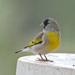 Lawrence's Goldfinch - Photo (c) Jerry Oldenettel, some rights reserved (CC BY-NC-SA)