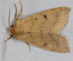 Orthosia arthrolita