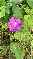 Ipomoea indica