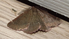 Drepanogynis miltophyris