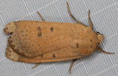 Abagrotis trigona