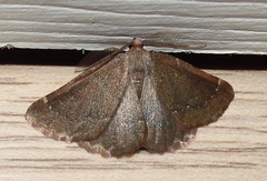 Drepanogynis miltophyris