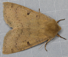 Orthosia arthrolita