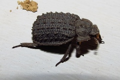 Phoberus planicollis