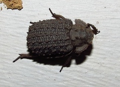 Phoberus planicollis