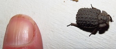 Phoberus planicollis