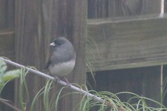 Junco hyemalis