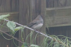 Junco hyemalis