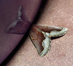 Drepanogynis ectoglauca