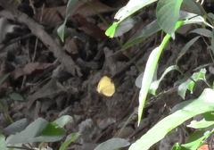 Eurema blanda