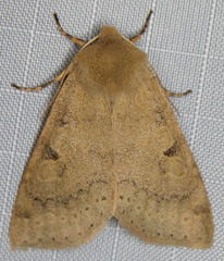 Orthosia arthrolita