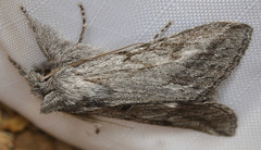 Pleromelloida cinerea