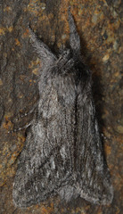 Pleromelloida cinerea
