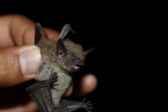 Eptesicus furinalis