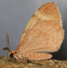 Stamnodes ululata