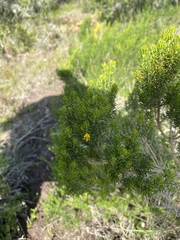 Aspalathus sanguinea
