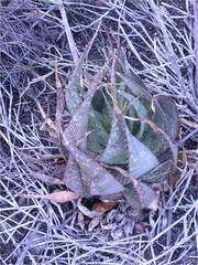 Aloe microstigma