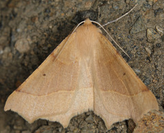 Tetracis cervinaria