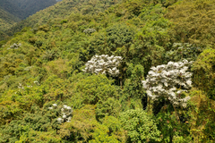 Cecropia maxima
