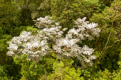 Cecropia maxima