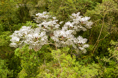 Cecropia maxima