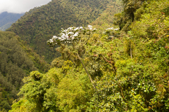 Cecropia maxima