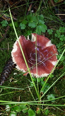 Russula queletii
