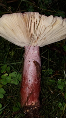 Russula queletii