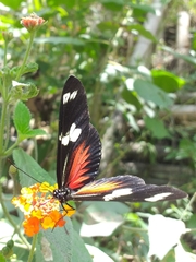 Heliconius doris dives