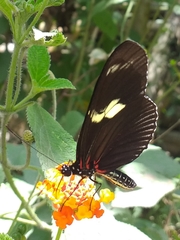 Heliconius doris dives