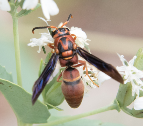 Monobia texana