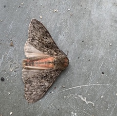 Lymantria nussi